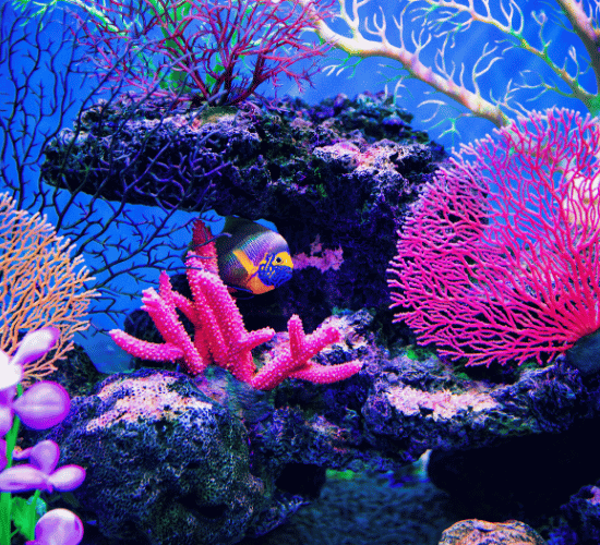 Geography of Coral Reefs Quiz: Are You Ready?