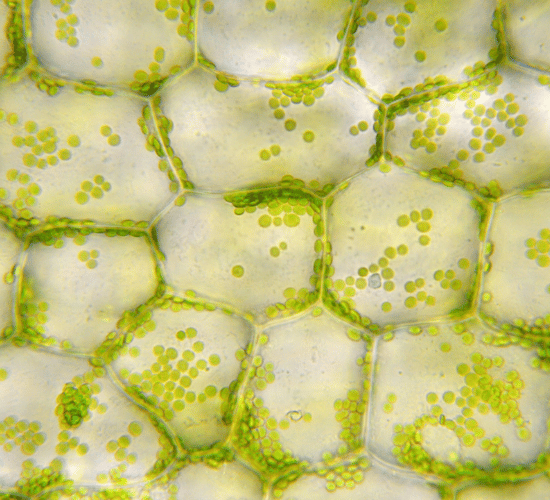 Plant Cells vs Animal Cells Quiz: Test Your Brainpower