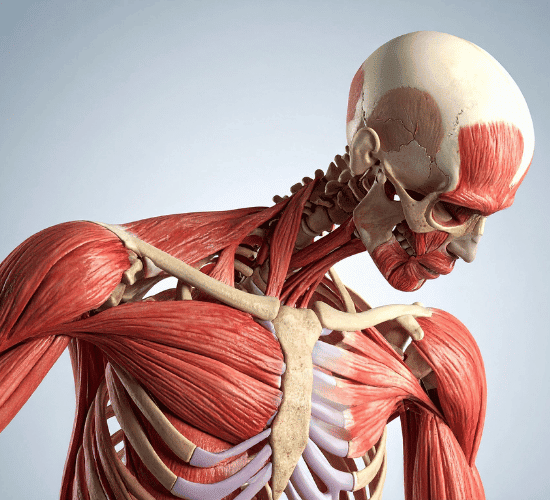 Muscular System Quiz: Test Your Expertise
