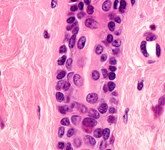 Excretory System Quiz: Prove Your Skills