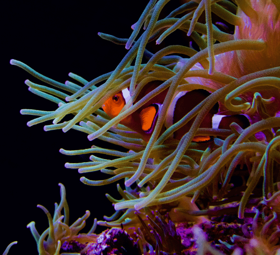 Symbiosis Quiz: Test Your Knowledge
