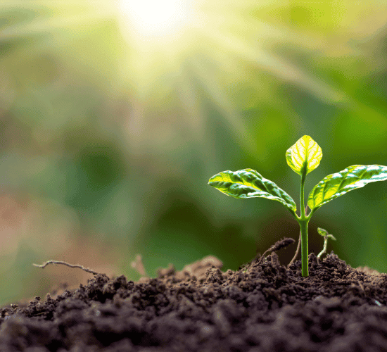 Plant Reproduction Quiz: Challenge Your Mind