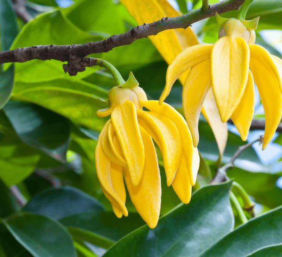 Life Cycle of Flowering Plants Quiz: Are You Ready to Win?