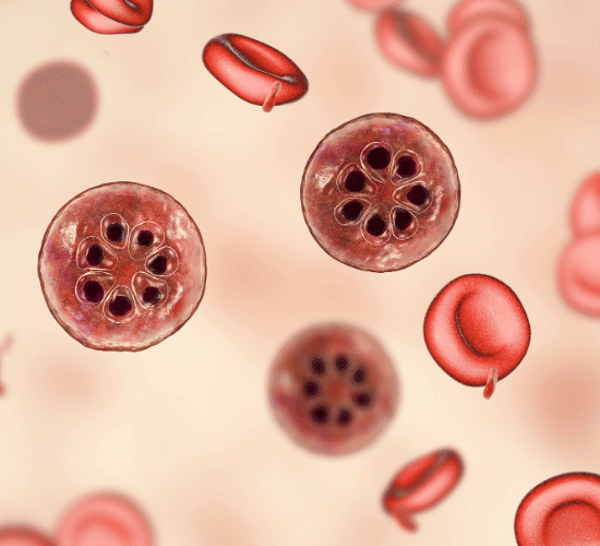 Protists Quiz: Test Your Knowledge