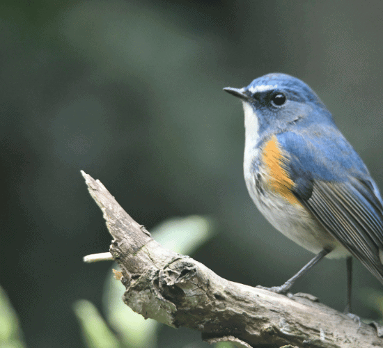 Classification of Living Things Quiz: Can You Answer All?