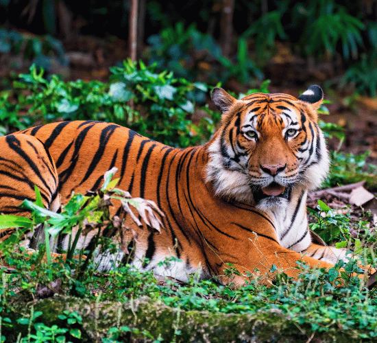 Mammals Quiz: Test Your Brainpower