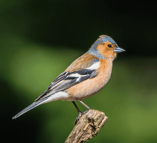 Birds Quiz: Show What You Know