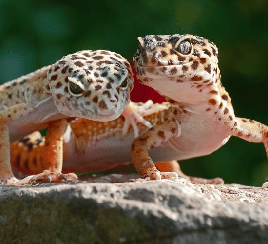 Reptiles Quiz: Can You Ace It?