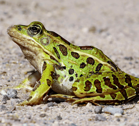 Amphibians Quiz: Can You Crack It?