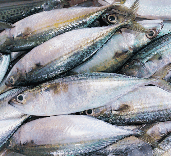 Fish Quiz: Are You a Genius?
