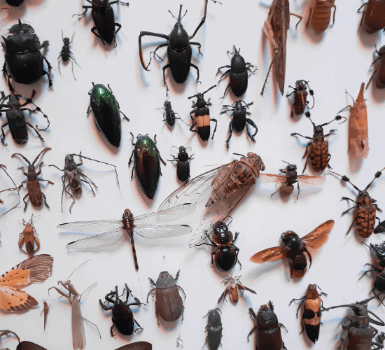 Insects Quiz: Test Your Expertise