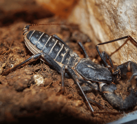 Arachnids Quiz: Are You Ready to Win?