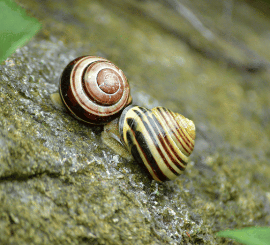 Mollusks Quiz: Think Fast and Answer