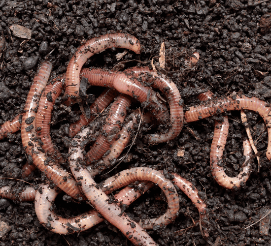 Annelids Quiz: Are You an Expert?