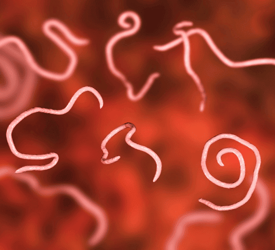 Parasites Quiz: Test Your Expertise