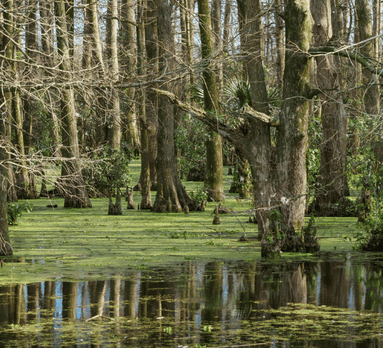 Rainforest Ecosystems Quiz: Prove Your Skills