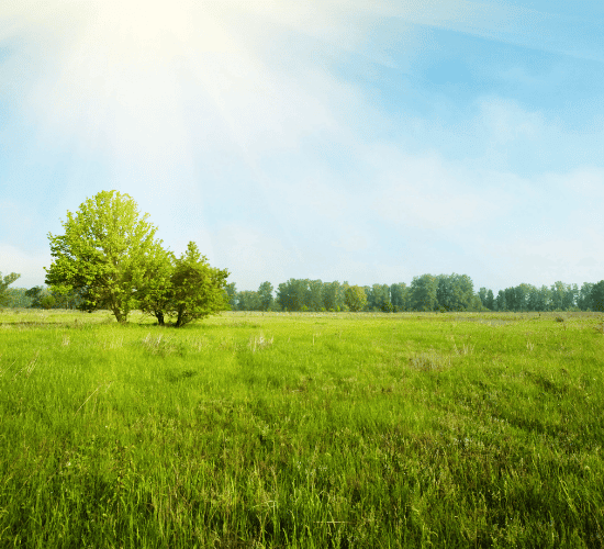 Grassland Ecosystems Quiz: Show What You Know