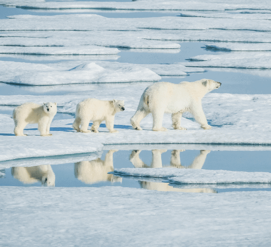 Animal Adaptations in Polar Regions Quiz: Are You Ready To Win?