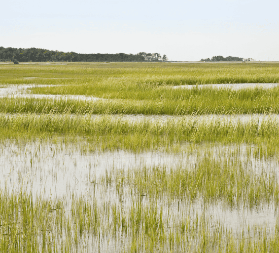 Wetland Biodiversity Quiz: Are You An Expert?