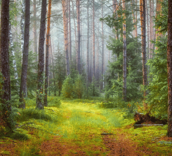 Forest Conservation Quiz: Test Your Knowledge