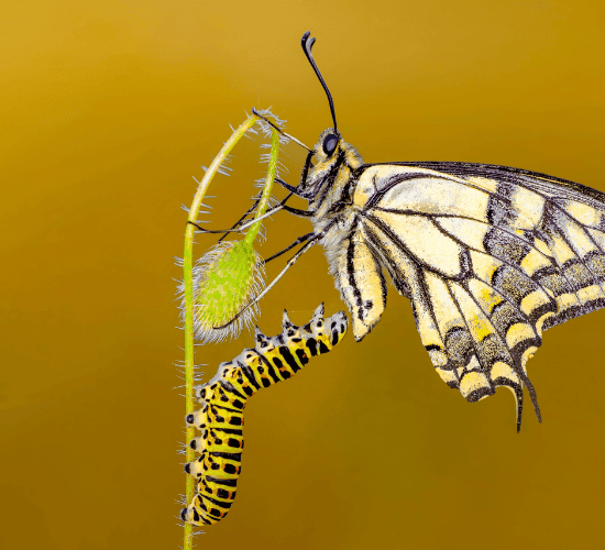 Metamorphosis Quiz: Test Your Brainpower