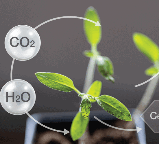 Photosynthesis Reactions Quiz: Challenge Your Mind