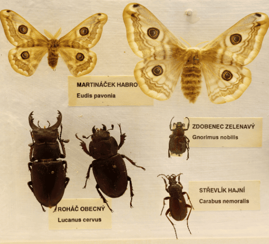 Speciation Quiz: Can You Ace It?