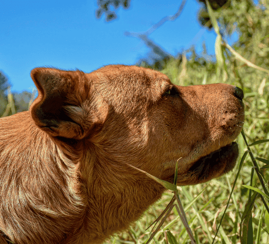 Scientific Naming Rules Quiz: Are You an Expert?