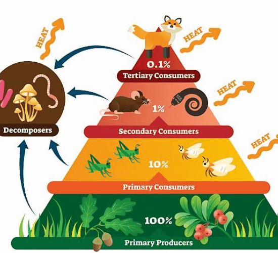 Ecological Pyramids Quiz: Challenge Your Mind