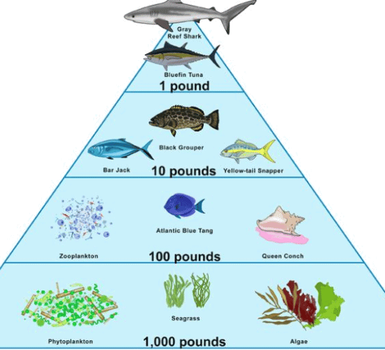 Limiting Factors Quiz: Are You Ready to Win?