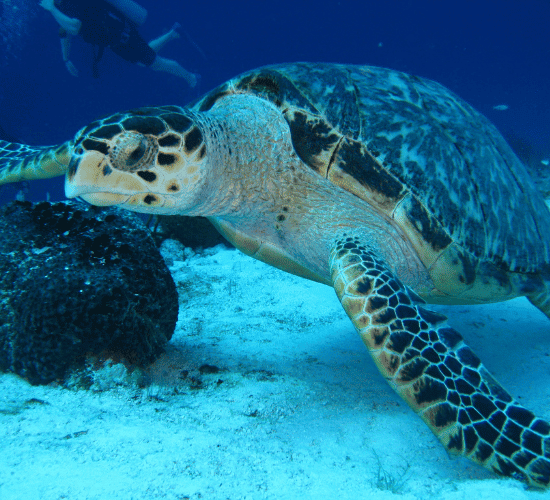 Marine Conservation Quiz: Test Your Brainpower