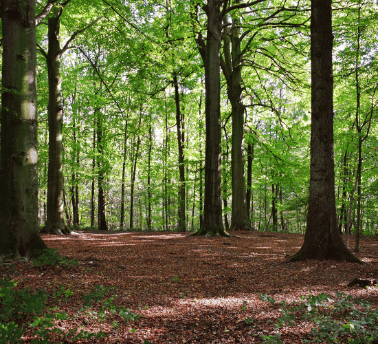 Forest Ecology Quiz: Can you Ace It?