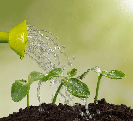 Transport in Plants Quiz: Show What You Know
