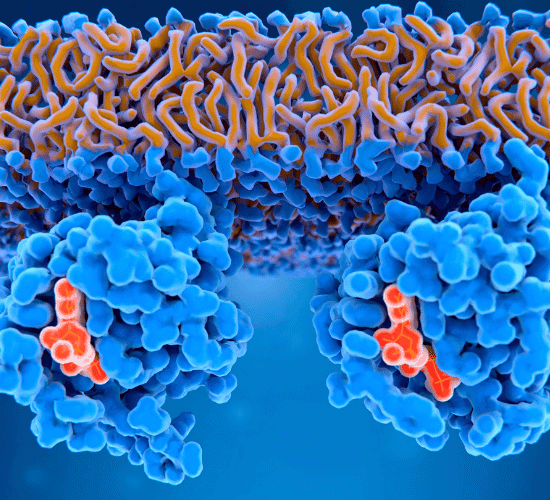 Signal Transduction Pathways Quiz: Try To Score 100%