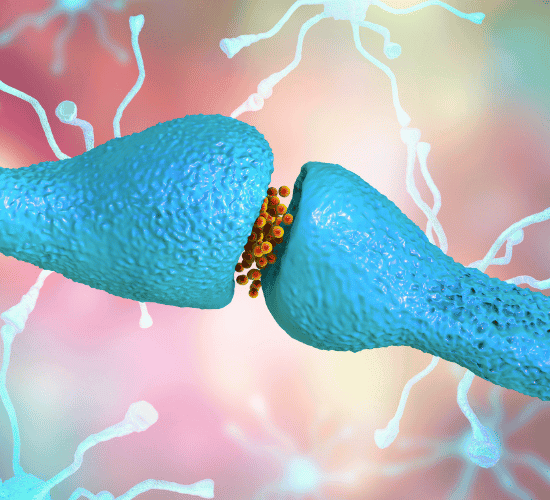 Cell Junctions Quiz: Can You Ace It?