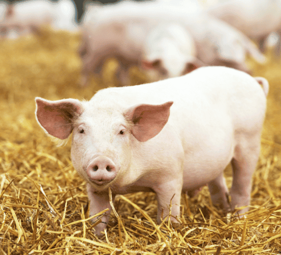 Hybridization Quiz: Show What You Know