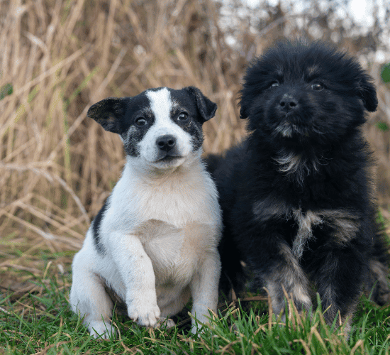Cloning Quiz: Can You Ace It?