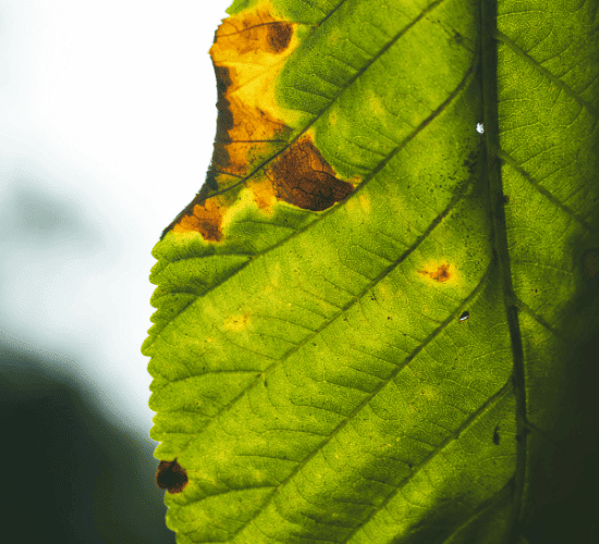 Biopesticides Quiz: Test Your Brainpower