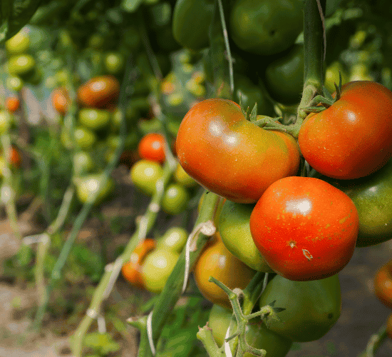 Organic Farming Quiz: Show What You Know