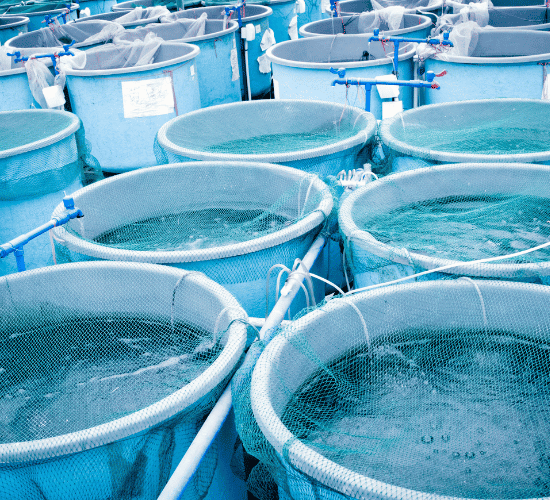 Aquaculture Quiz: Can You Ace It?