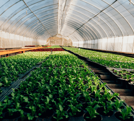 Greenhouse Cultivation Quiz: Are You a Genius?