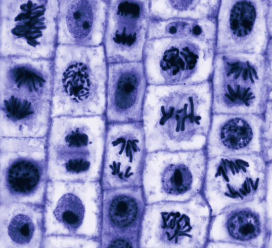 Stem Cell Research Quiz: Are You Ready to Win?
