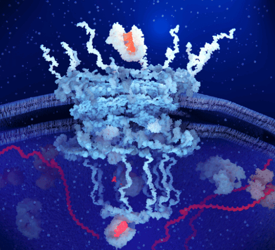 Restriction Enzymes  Quiz: Are You A Genius?