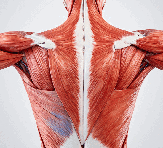 Muscle Contraction Quiz: Are You a Genius?