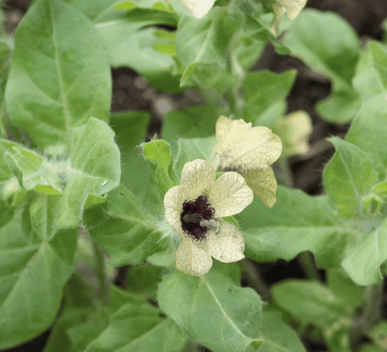 Vernalization Quiz: Test Your Brainpower