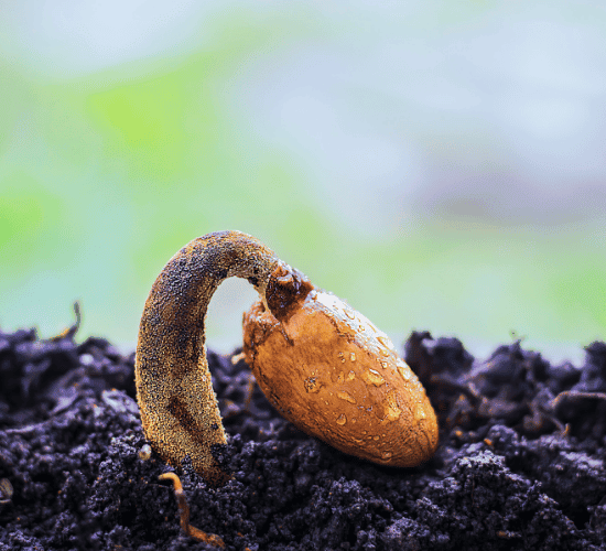 Seed Germination Physiology Quiz: Show What You Know