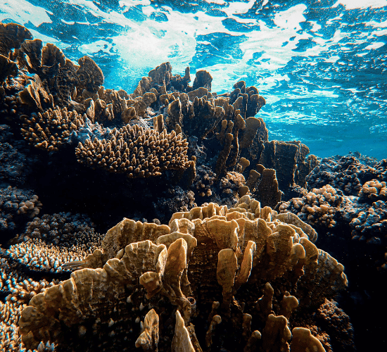 Marine Biodiversity Quiz: Can You Crack It?