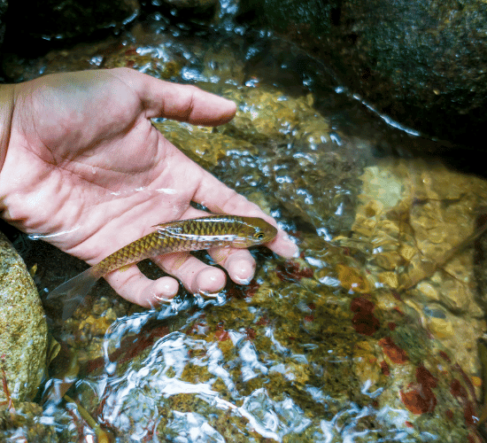 Freshwater Biodiversity Quiz: Are You a Genius?