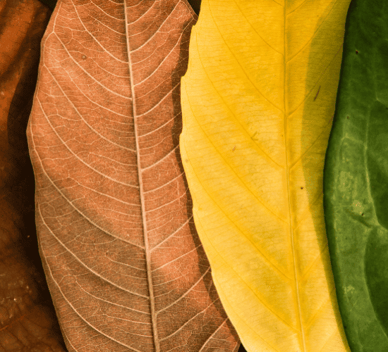 Seasons Quiz: Show What You Know