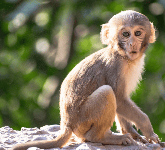 The Smart Monkey